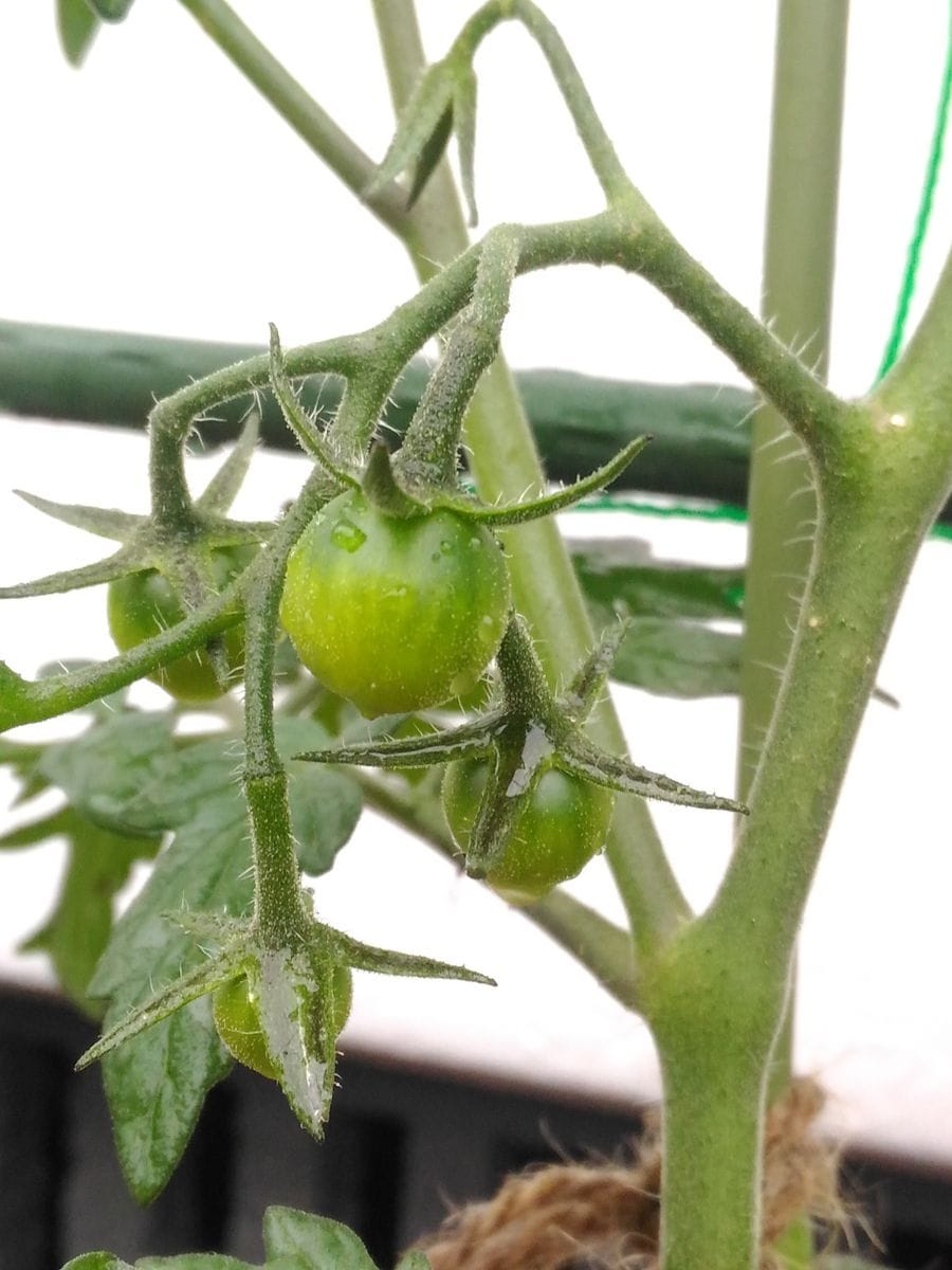 初めての夏野菜🍅成長中