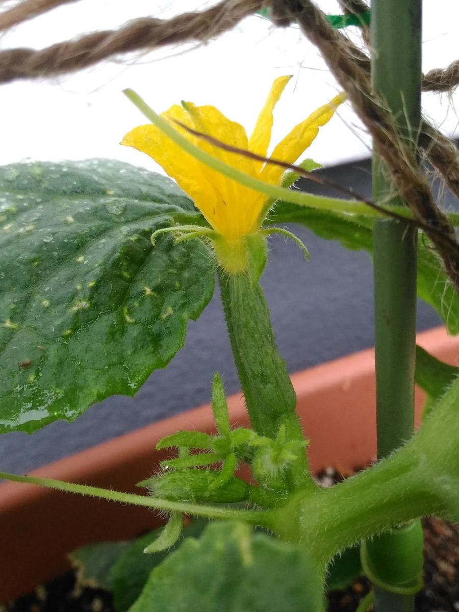 初めての夏野菜🍅成長中