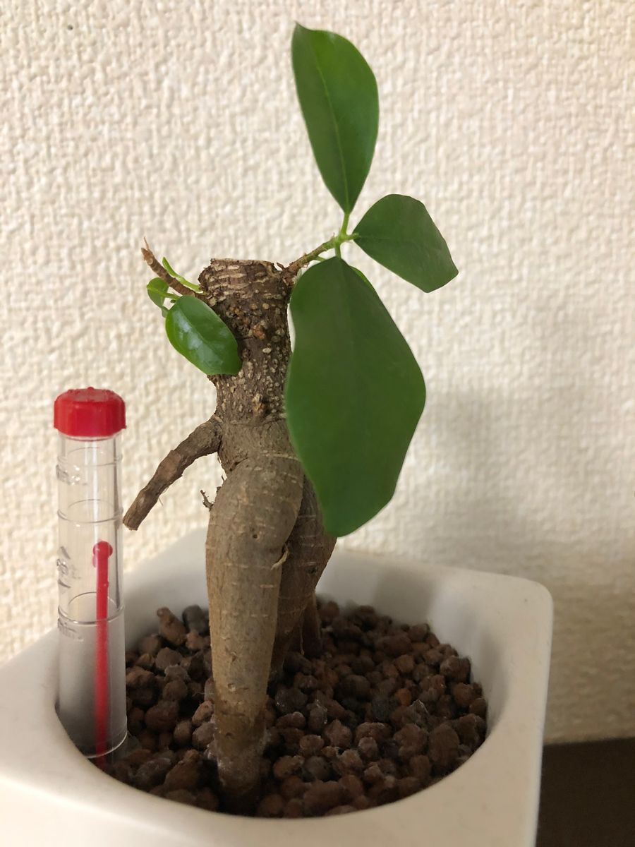 初心者なのに園芸歴が長いわけ