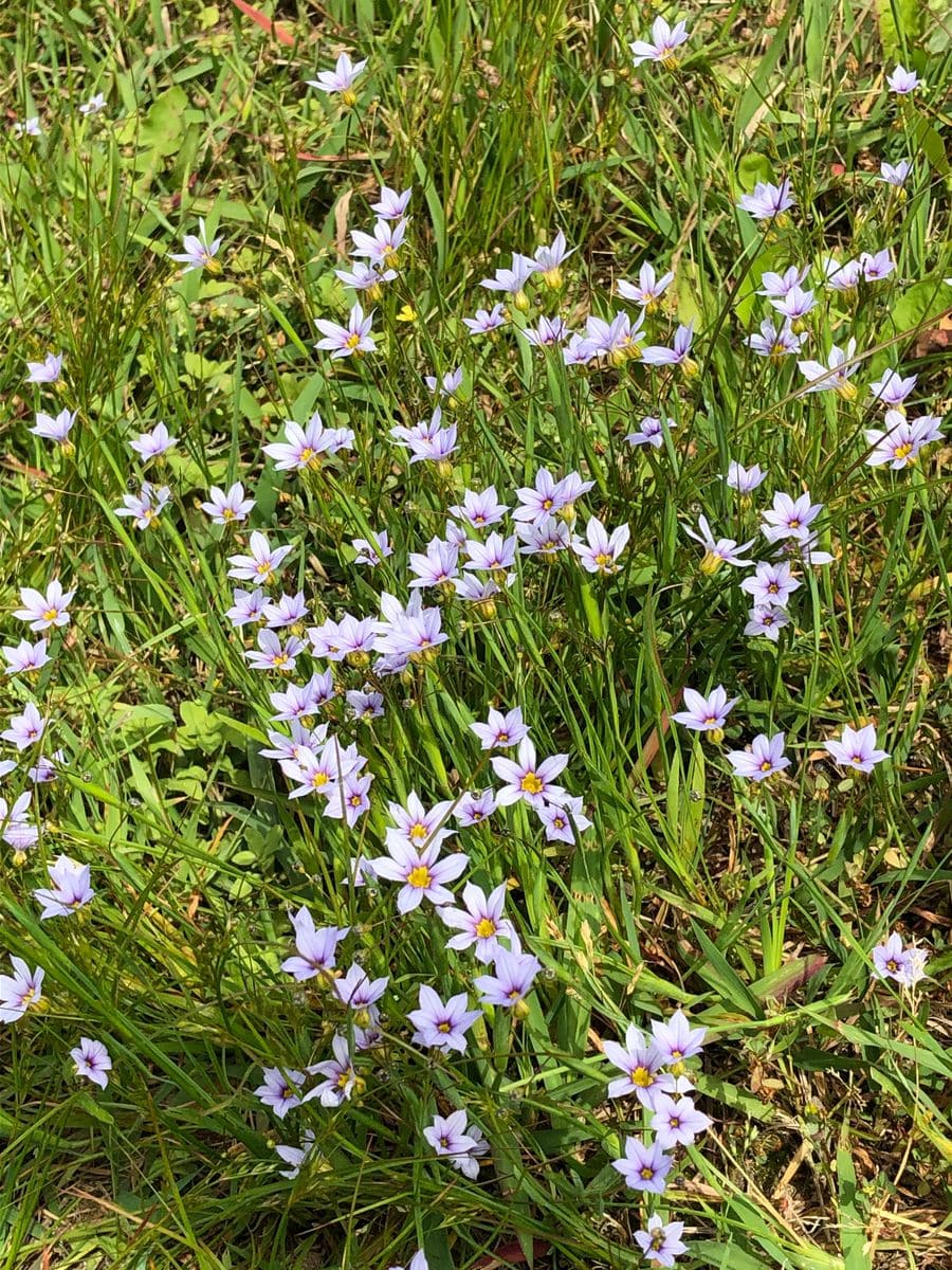 初心者なのに園芸歴が長いわけ