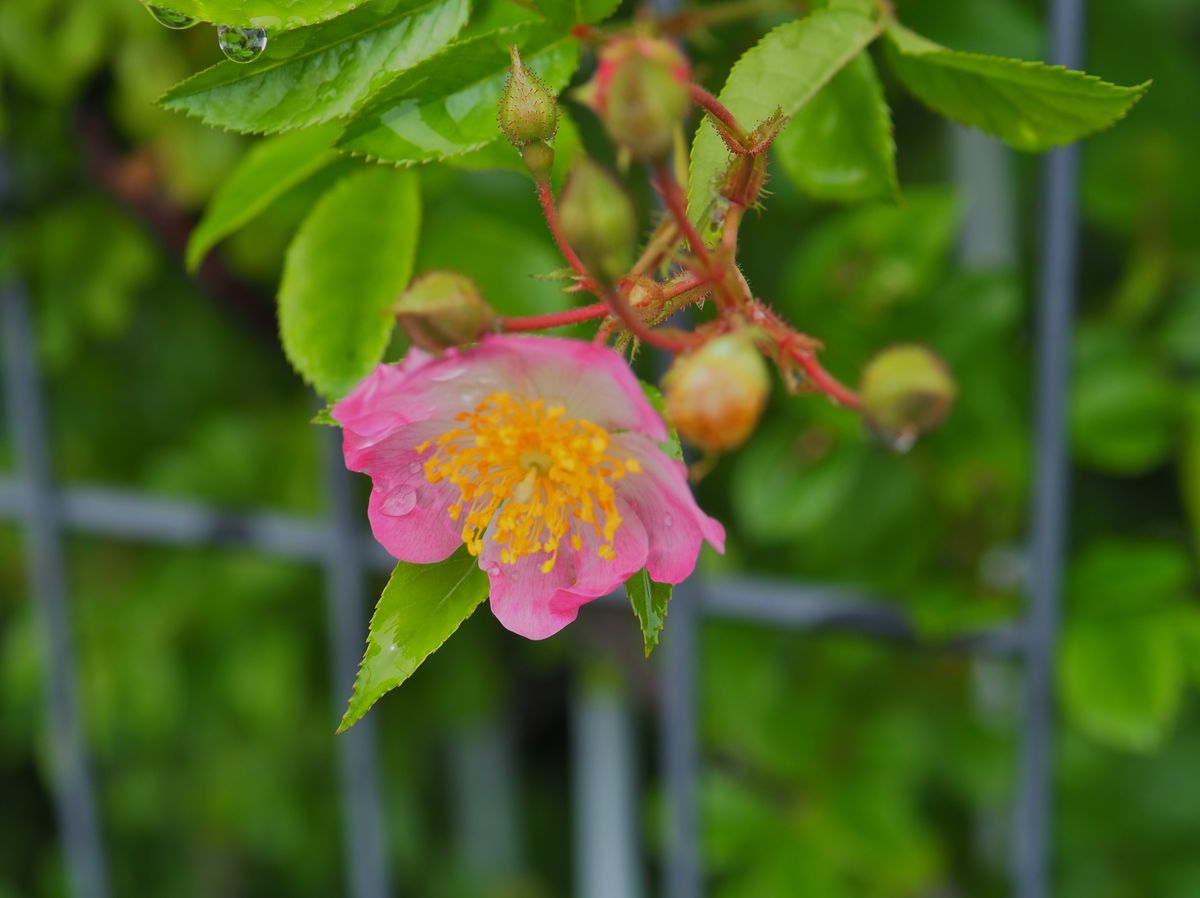 雨の朝にわざわざ