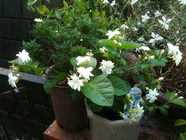 バラ新苗の支柱づくり・花咲く