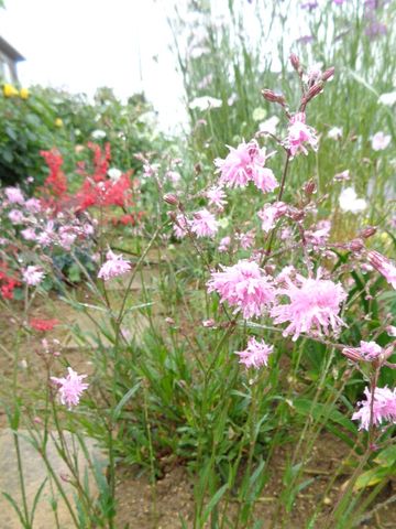 雨に濡れた宿根草