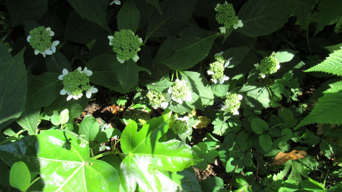 山紫陽花(ヤマアジサイ)