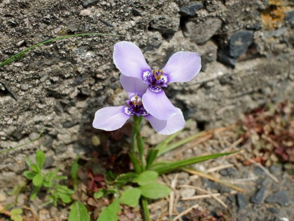 がんばる球根たち