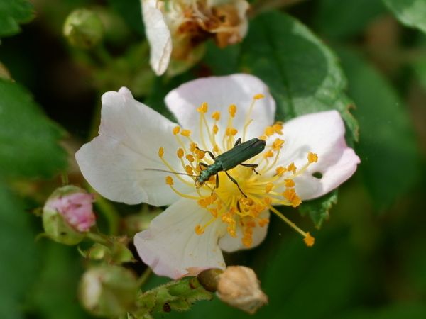 虫につき注意