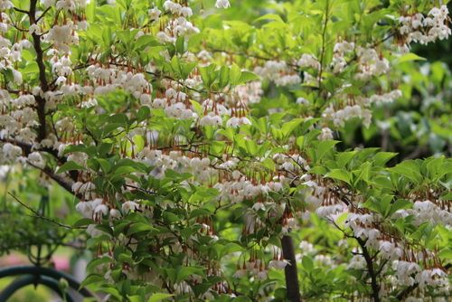 エゴの花とノバラ