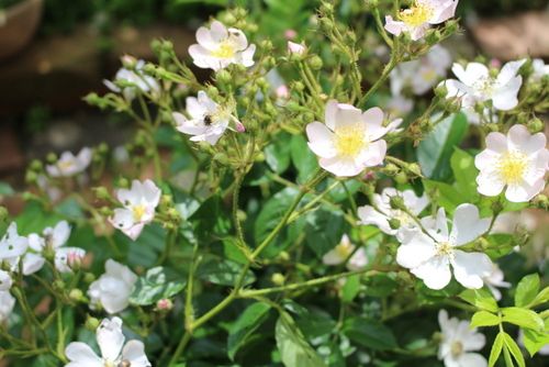 エゴの花とノバラ