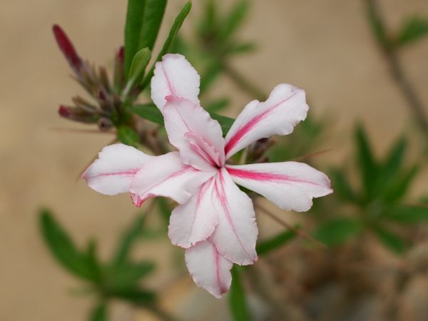 多肉のお花