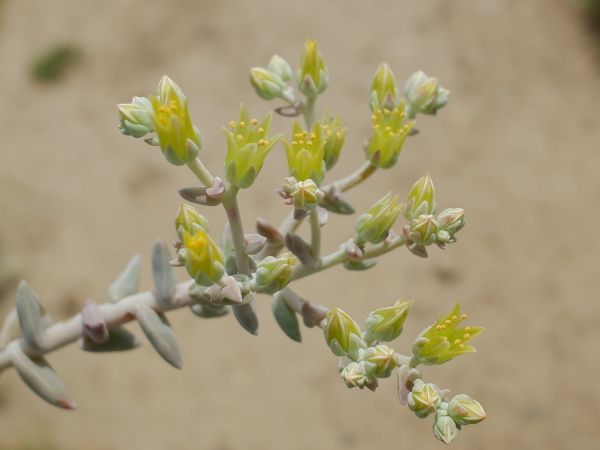 多肉のお花