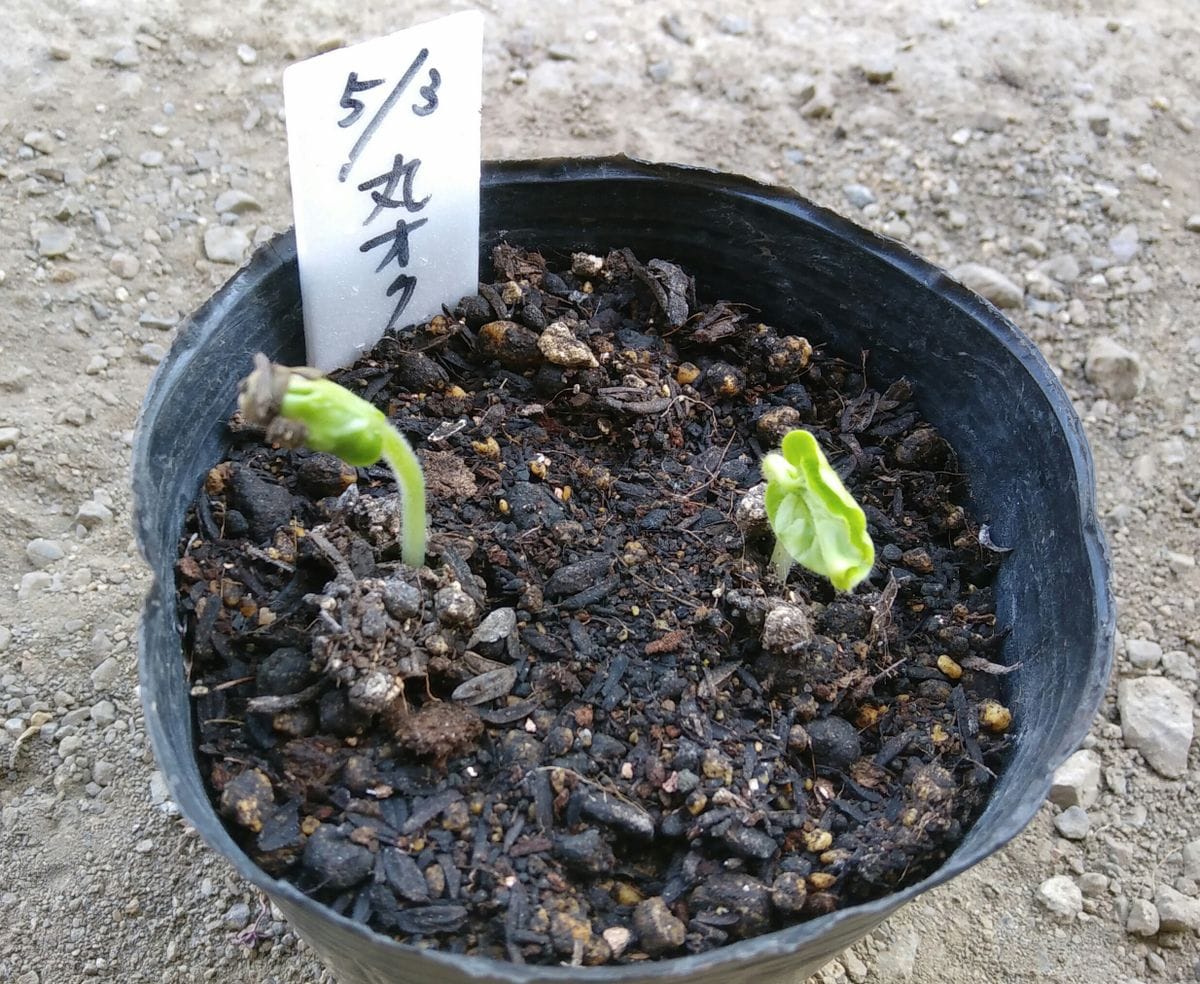 丸莢オクラ発芽しました🌱