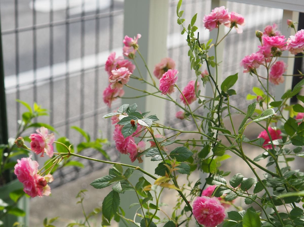 花友さんの実生バラ「七変化」