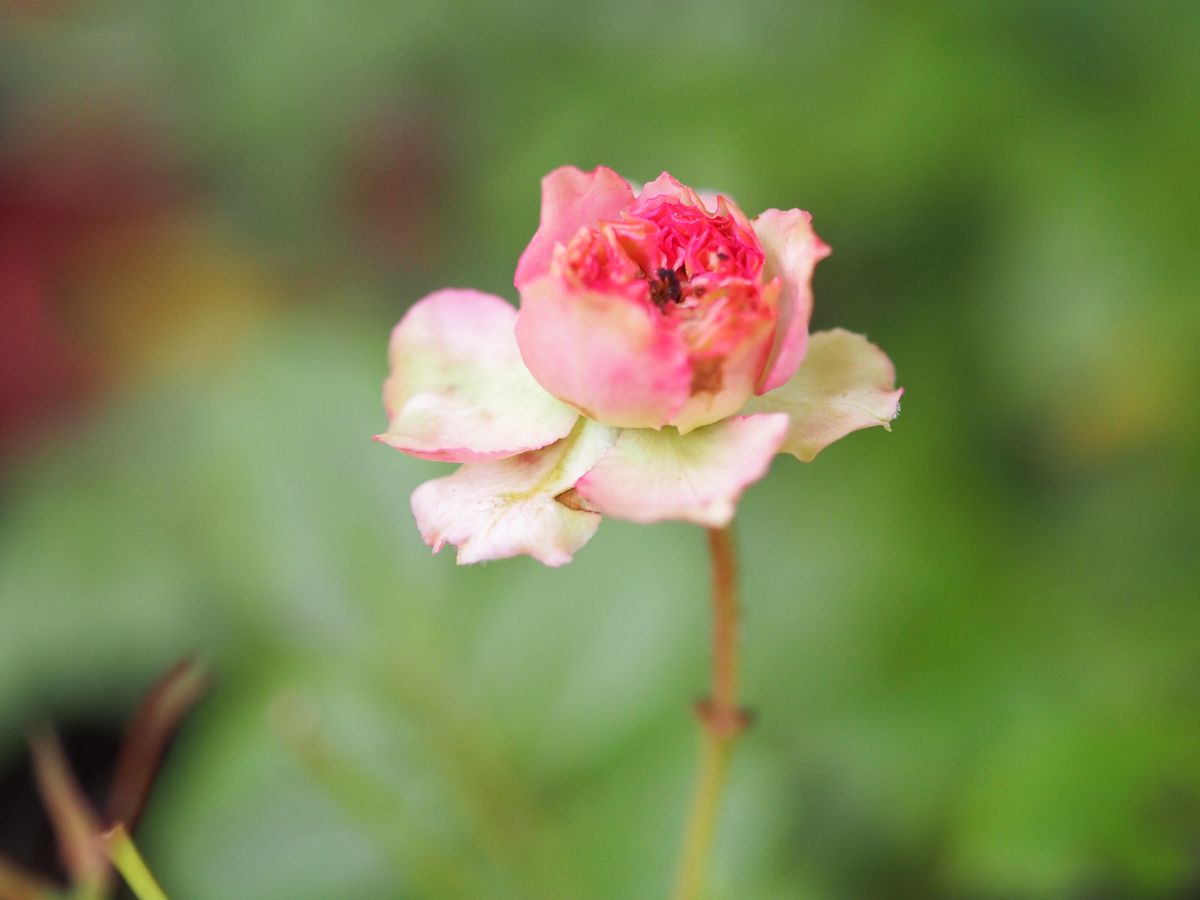 花友さんの実生バラ「七変化」