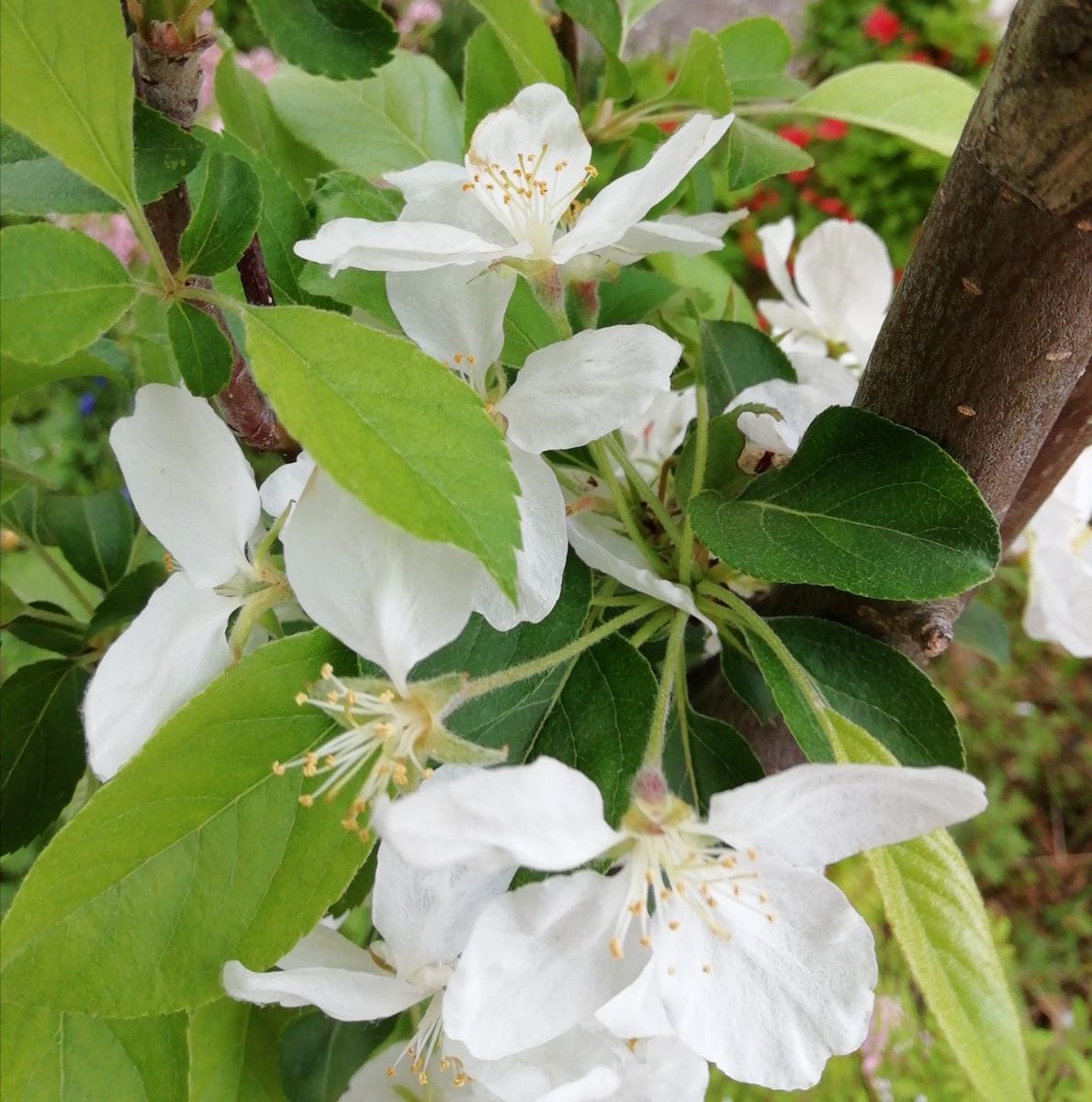 姫りんごの花