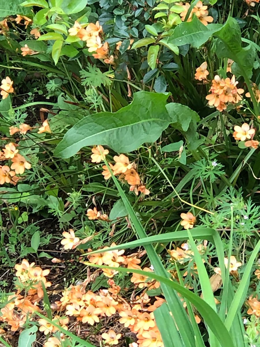 フルール公園に寄り道しました。②