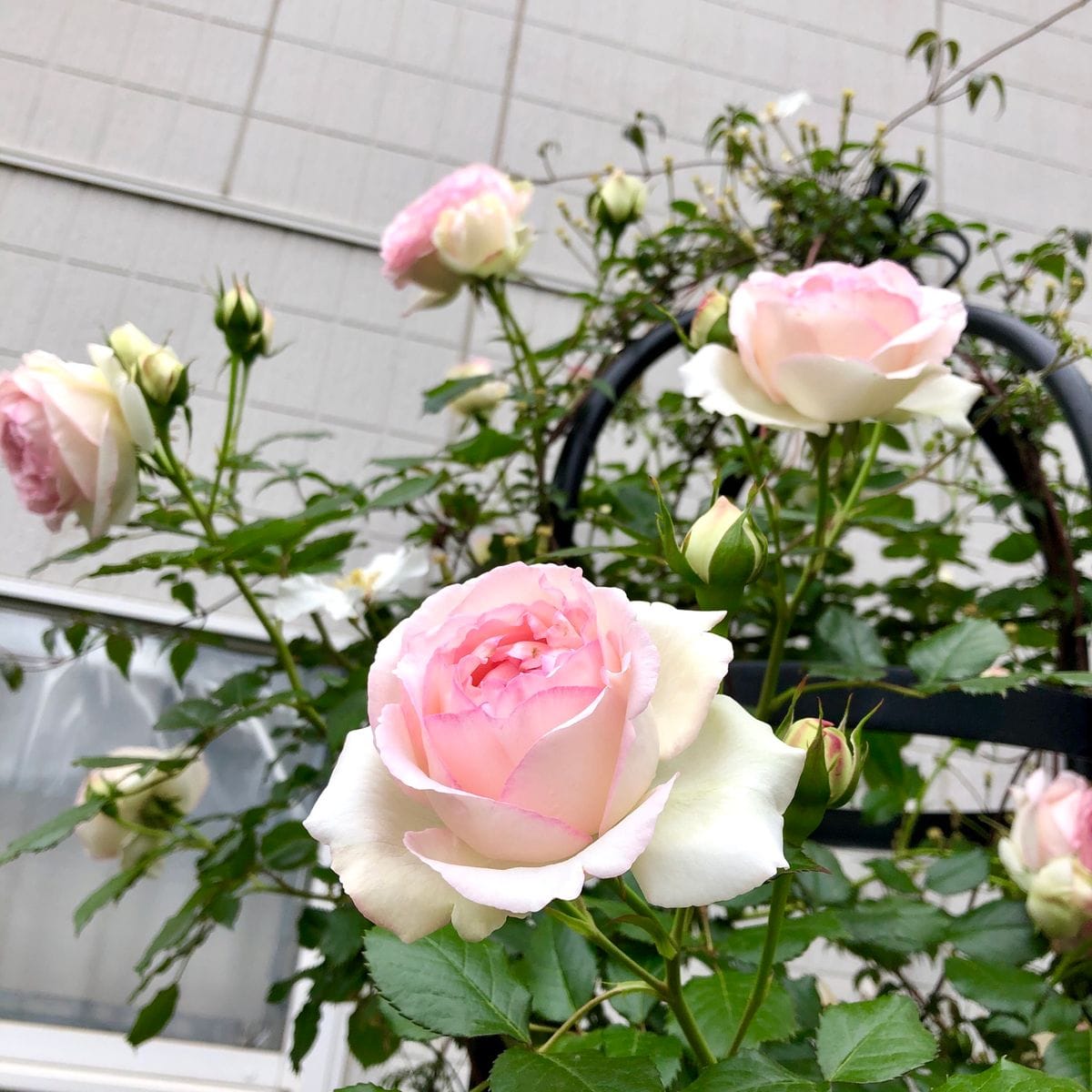 今日のピエール様🌹