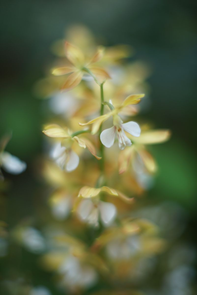 エビネ　春蘭の双頭花