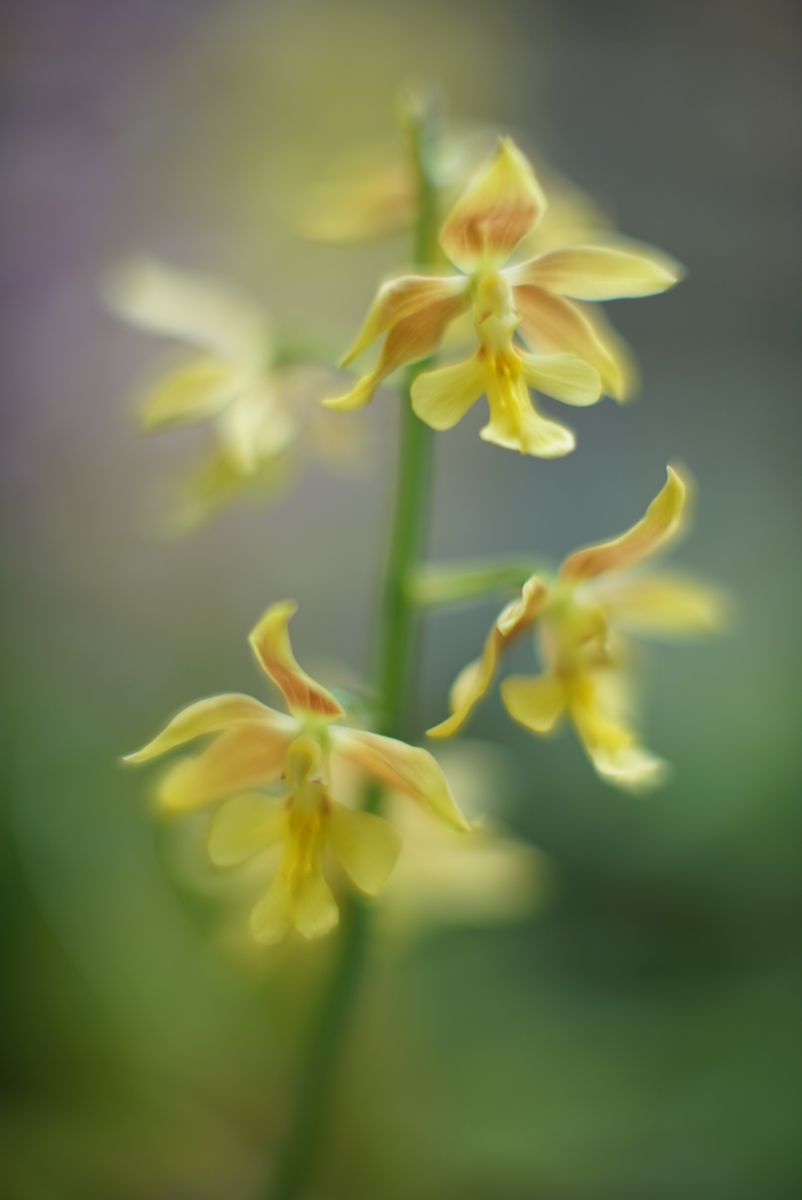 エビネ　春蘭の双頭花