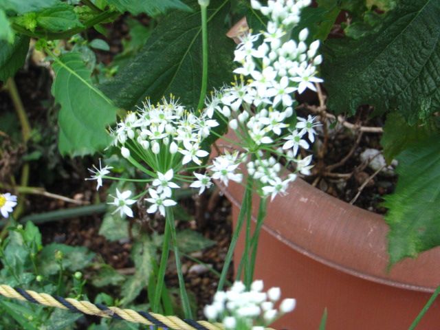 通勤途上（ニラの花）