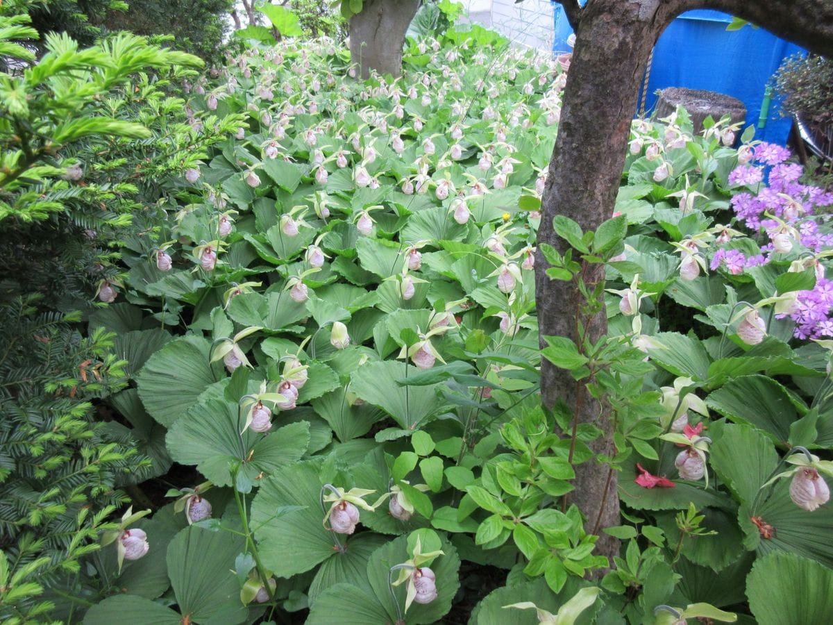 開花から10日目の様子です