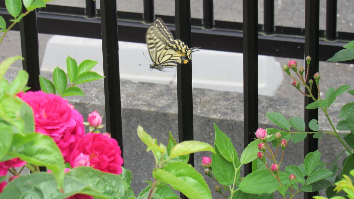 飛んでいる🦋は難しい～😊～