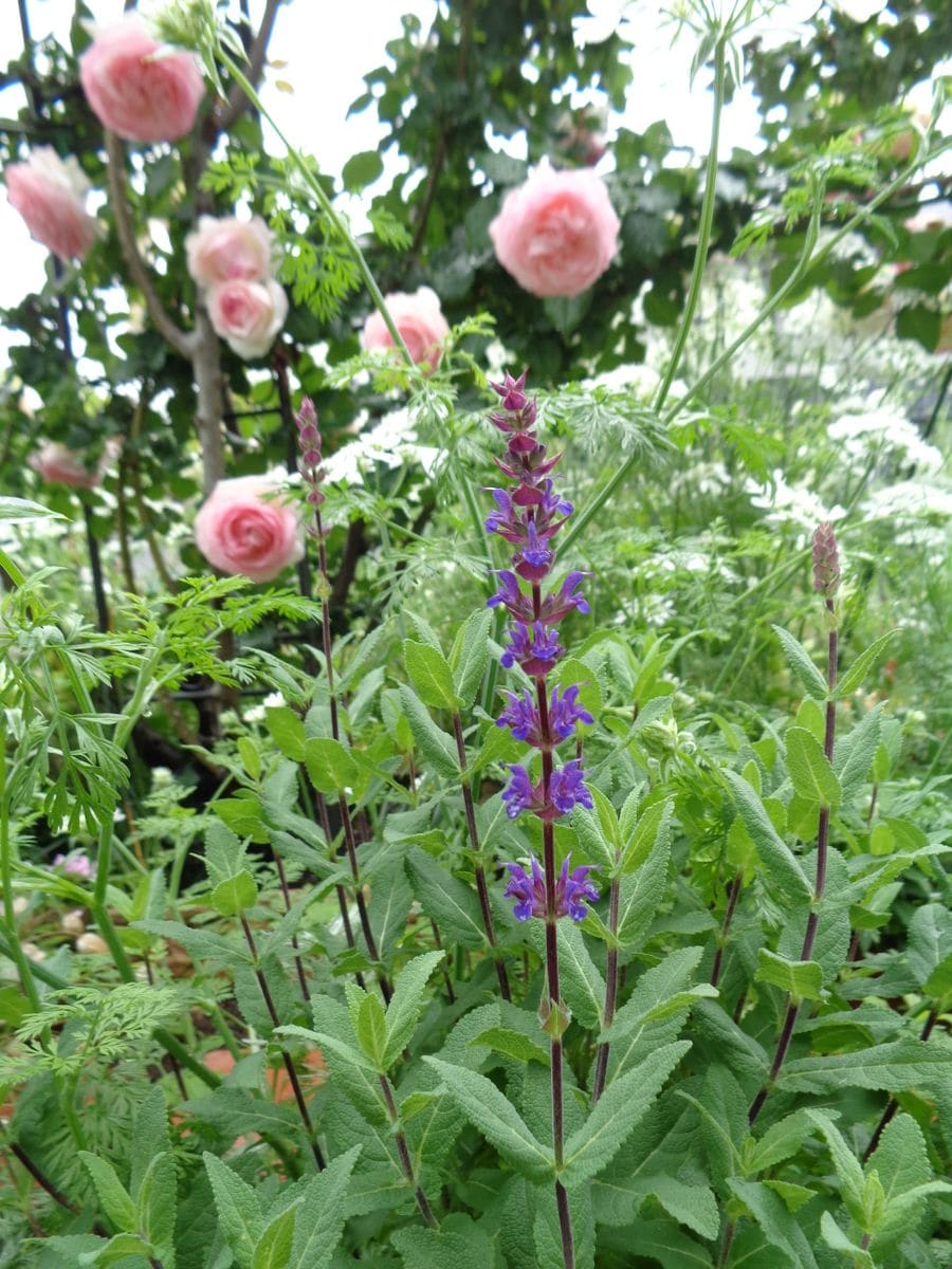 いろいろなお花たち