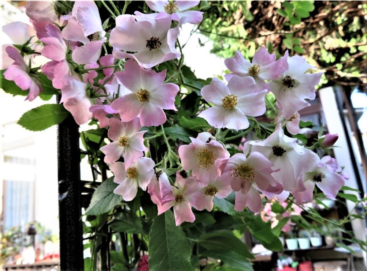 今朝の🌹バレリーナの花🌹