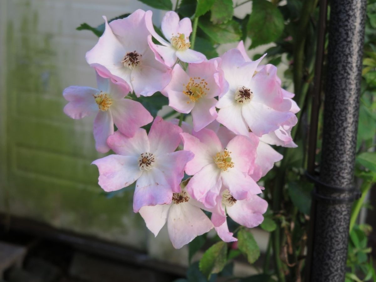 今朝の🌹バレリーナの花🌹