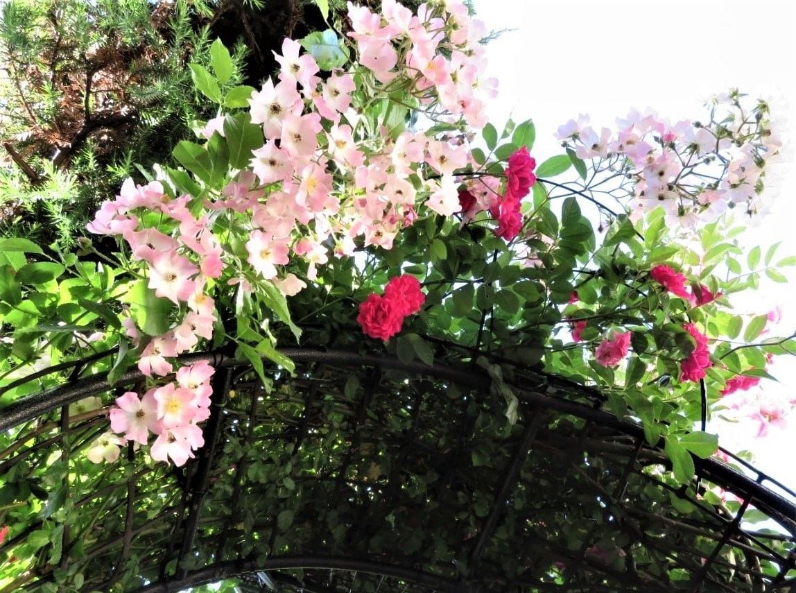 今朝の🌹バレリーナの花🌹