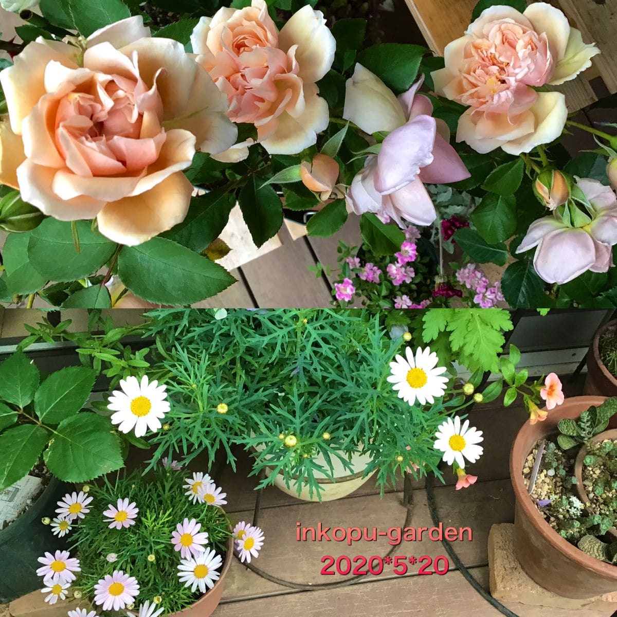 しのぶれどは最高におすすめの薔薇🌹