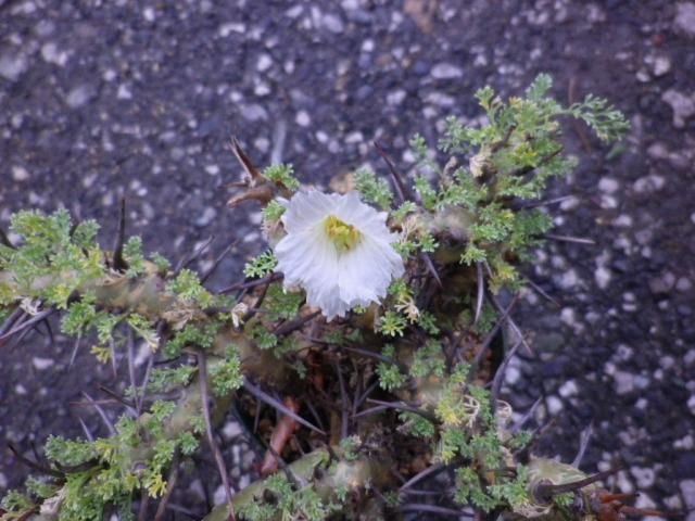 Sarcocaulon herrei（竜骨城）の花