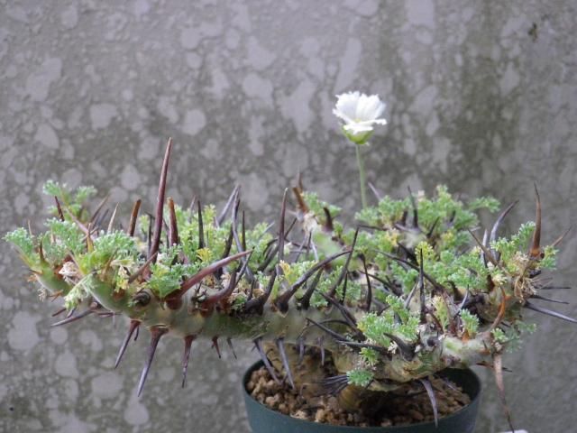 Sarcocaulon herrei（竜骨城）の花