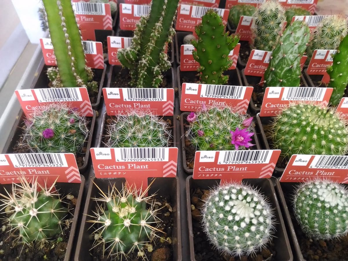 ウチのサボテン🌵