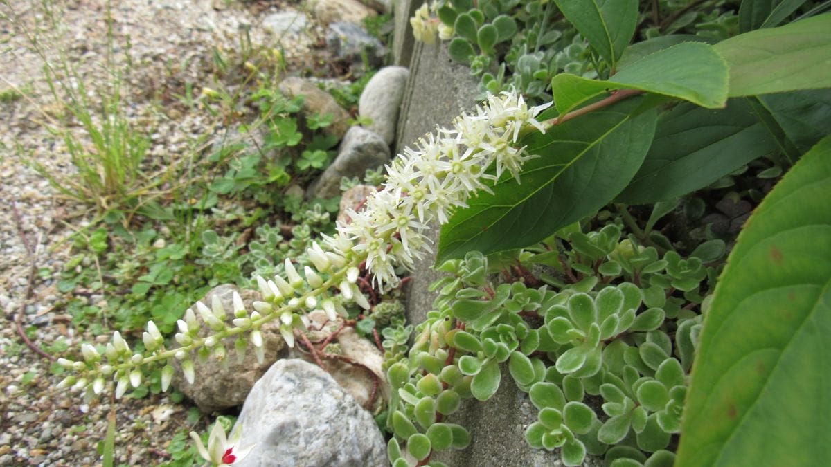 小葉の随菜(コバノズイナ)