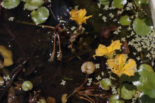 水生植物が咲いたよ