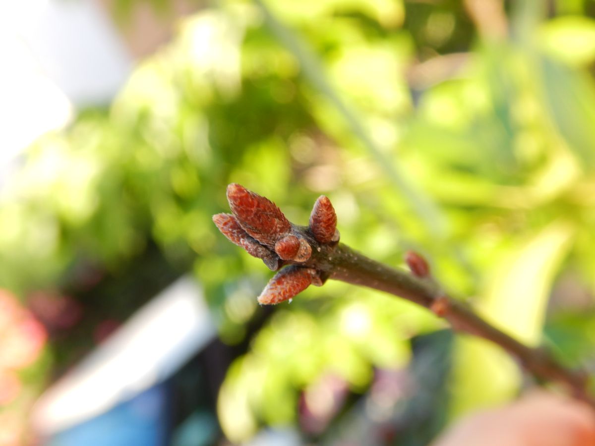 ウォーターオークの芽が