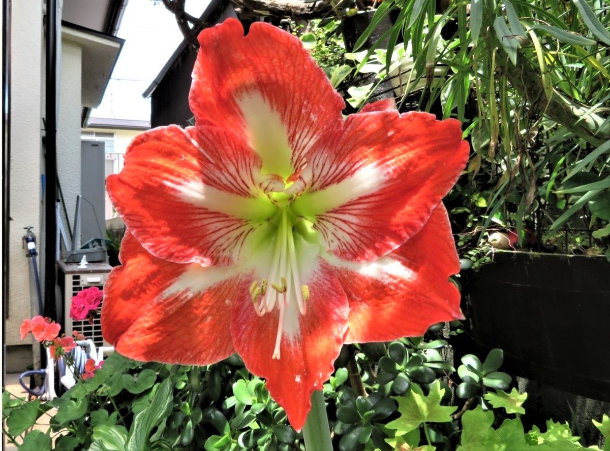 アマリリスの花が咲いた