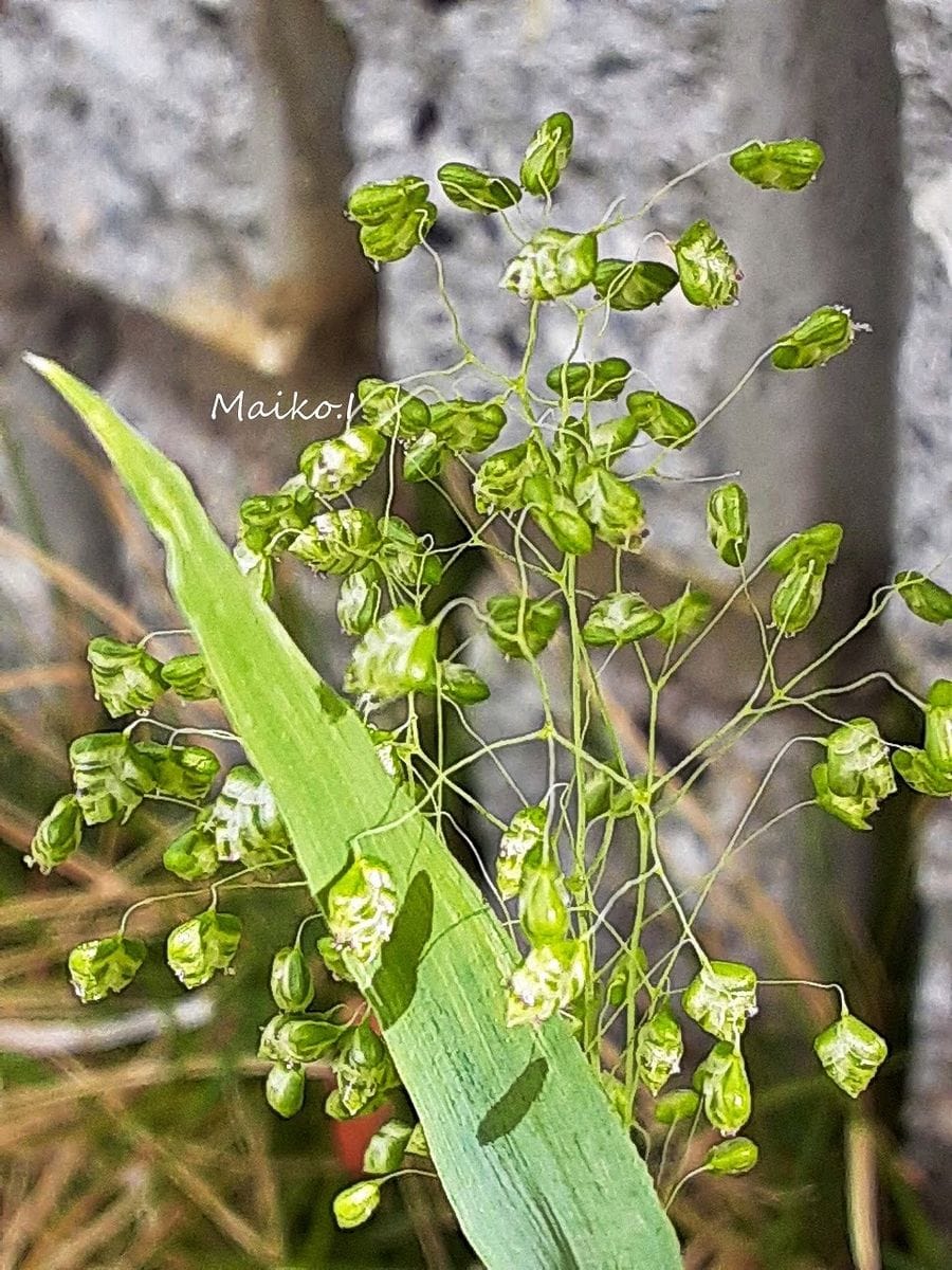 がんばる、野草