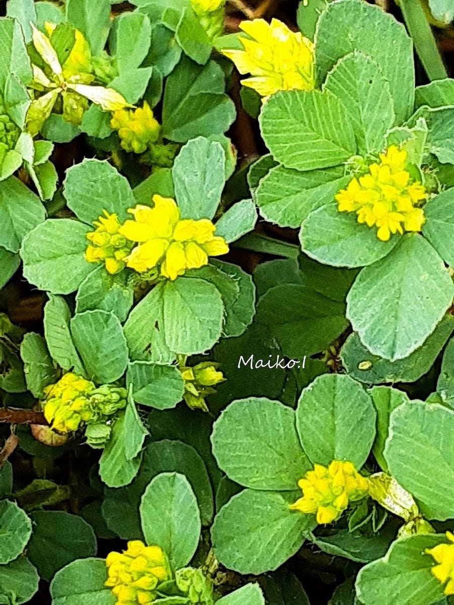 がんばる、野草