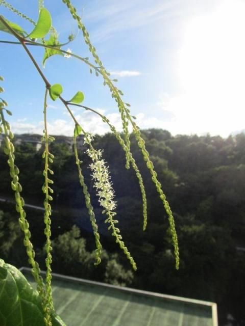 ぬるっぱの開花