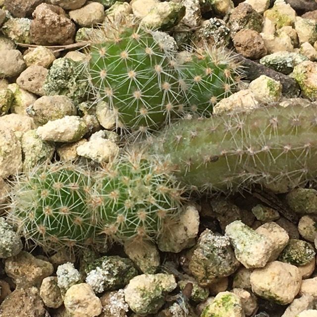 生育旺盛なサボテン発進💪🌵