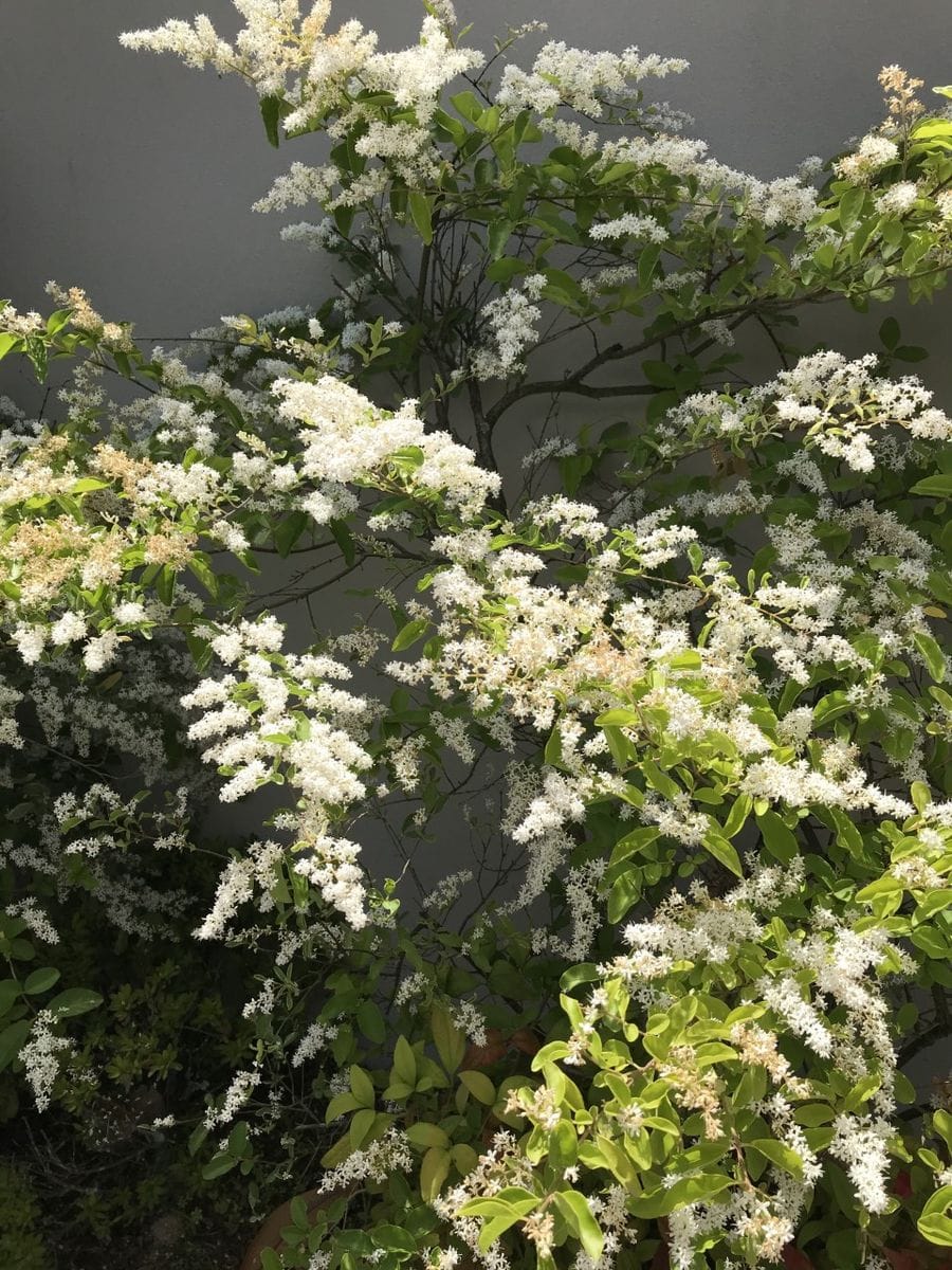 ネズミモチ　Ligustrum japonicum　Japanese privet