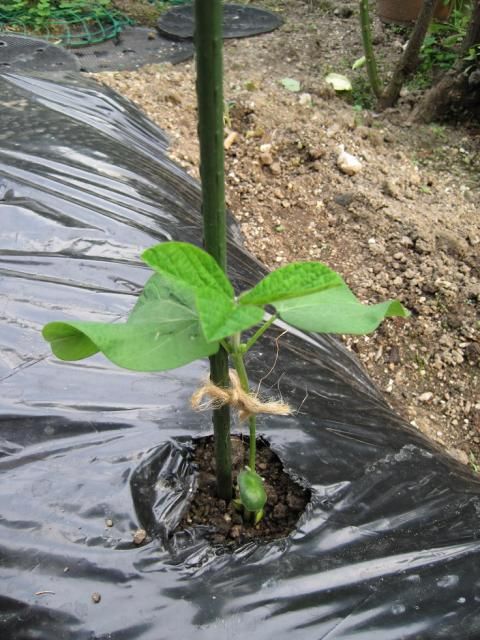 野菜の様子