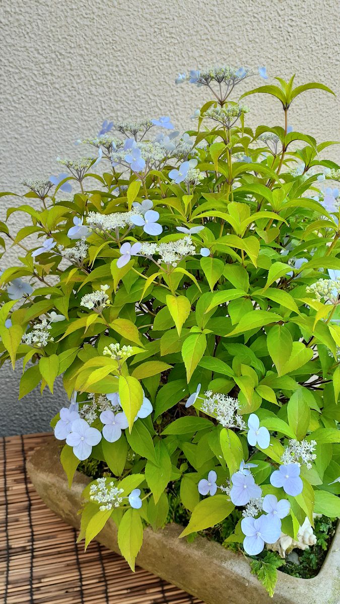 ふくおかルーバルガーデン2～初夏🌿から夏👒へ***  庭便り～山アジサイ瀬戸の月🍀