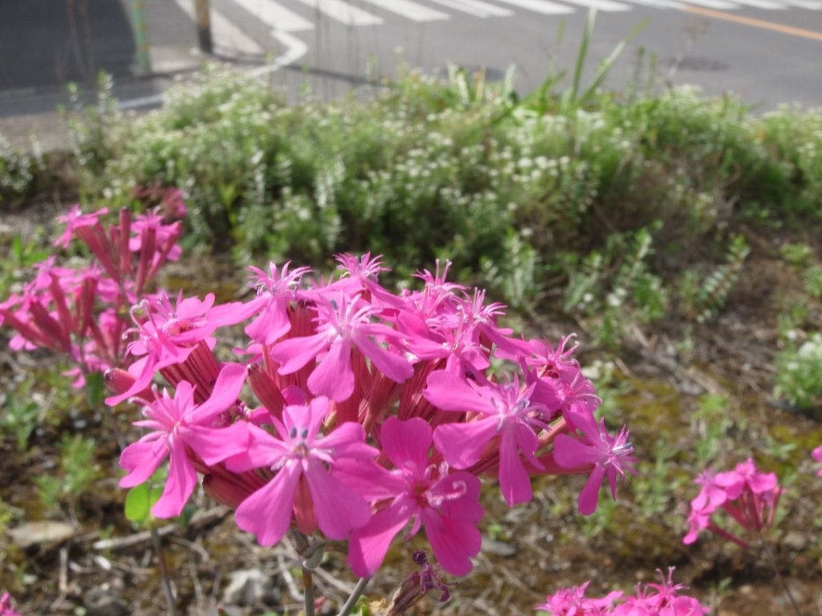 空き地のお花畑