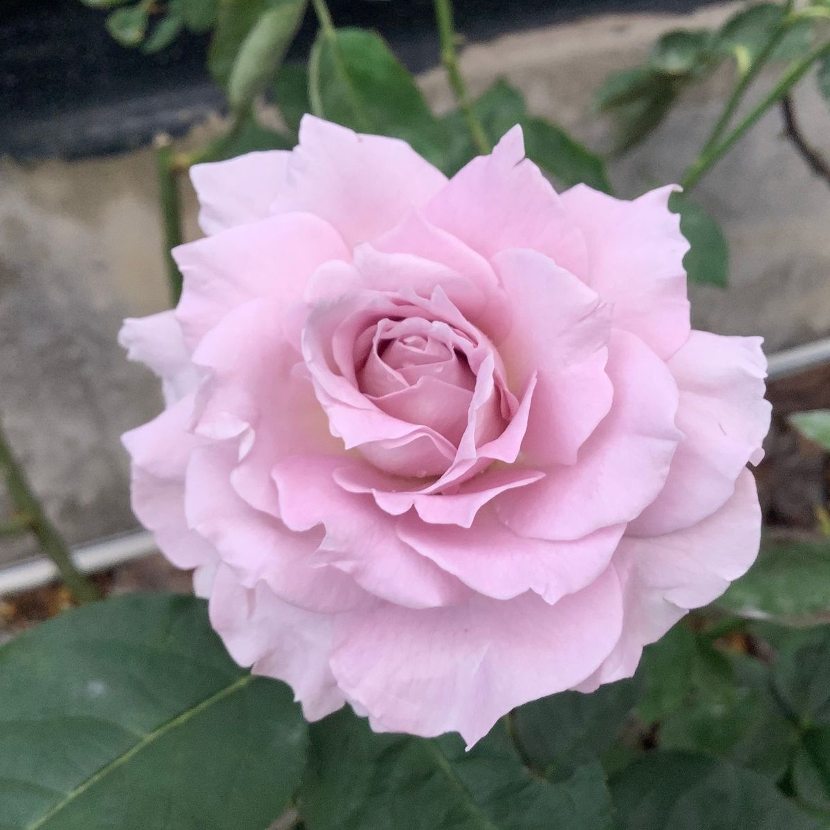 今日の薔薇便り🌹