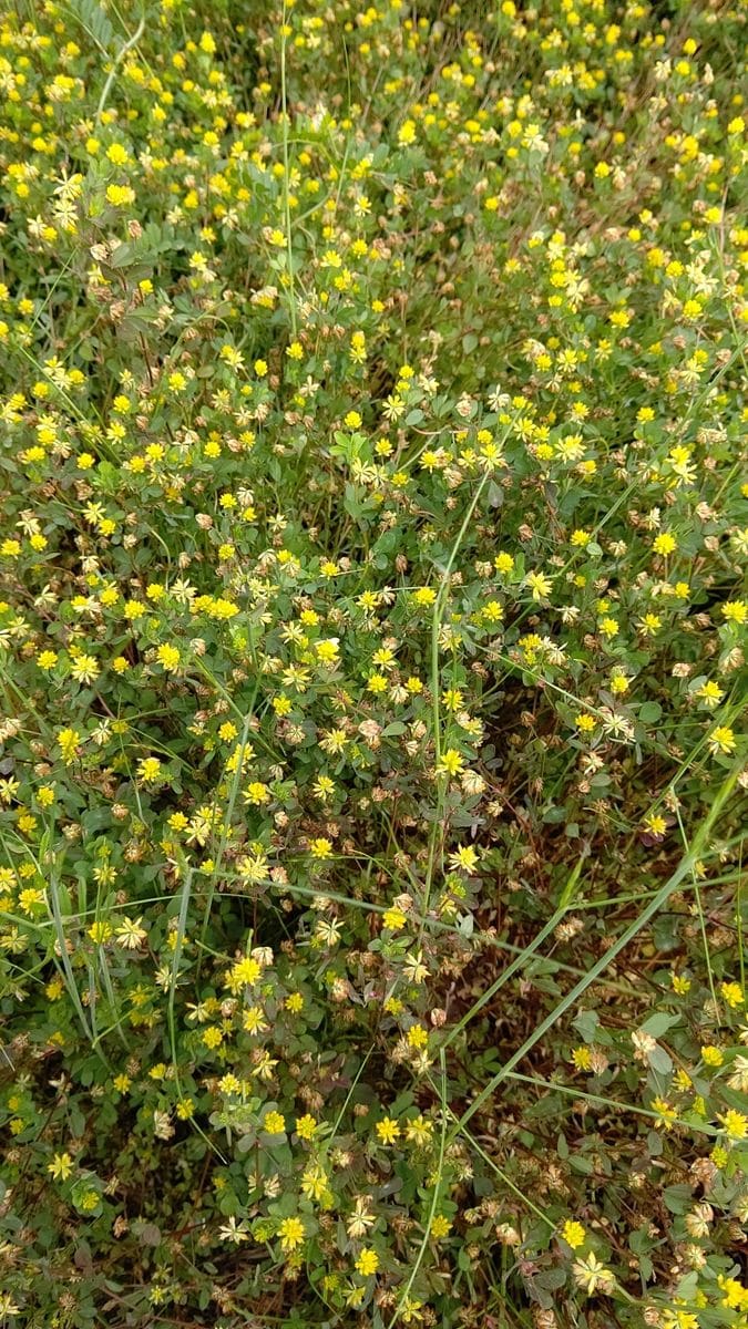 素敵な草花😆