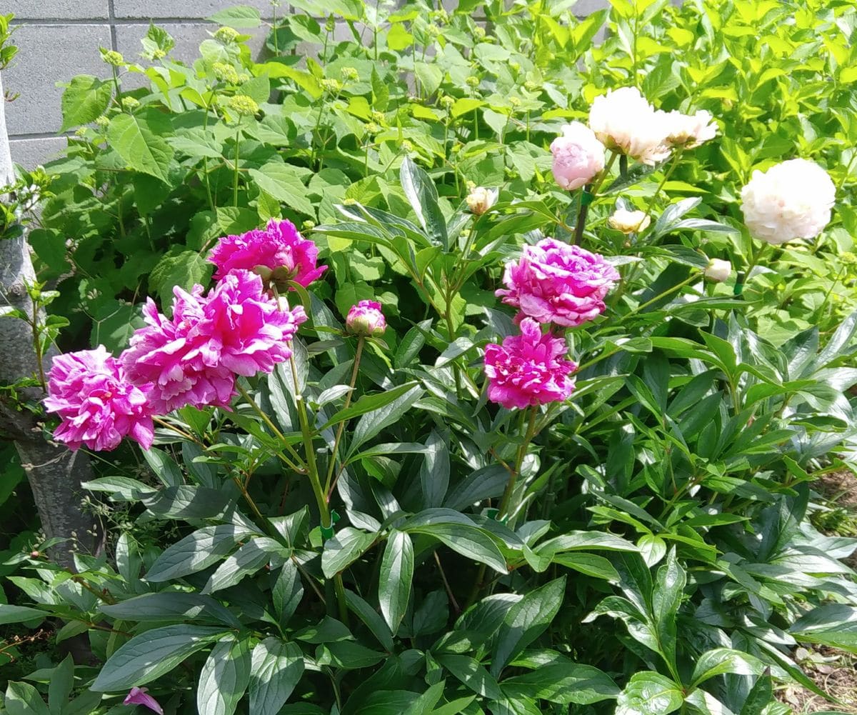 今日の花