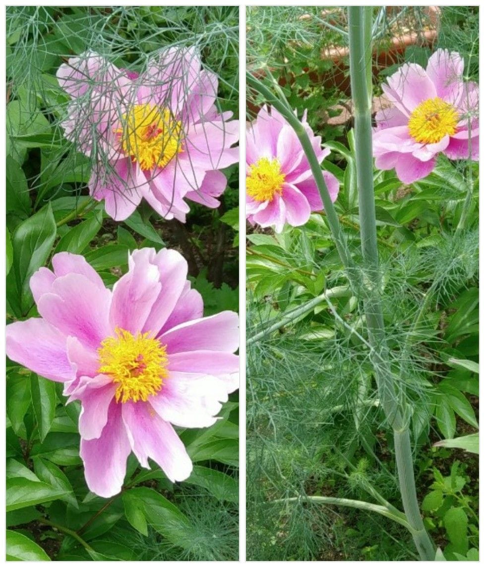 今日の花