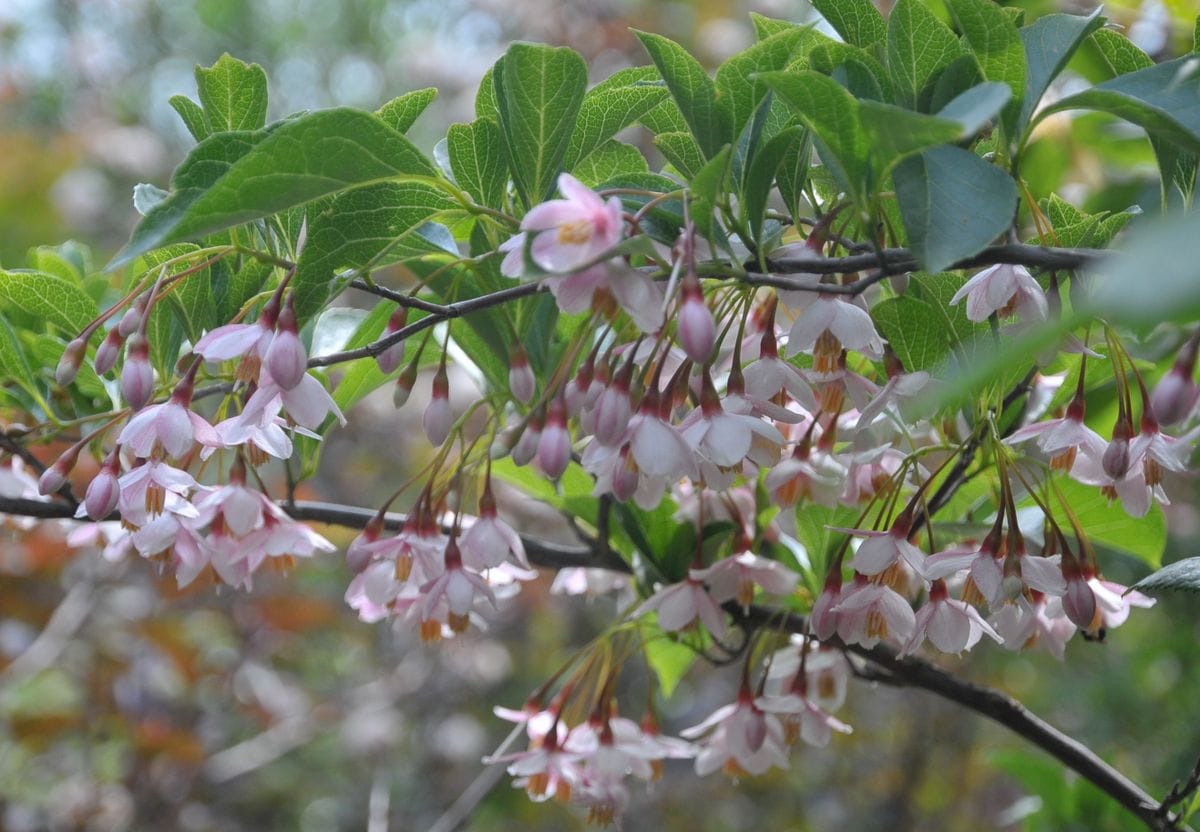 ピンクのエゴノキの花